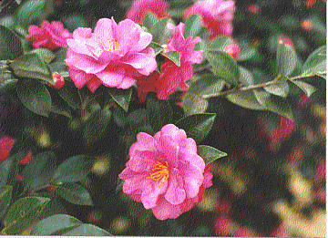 flower9.gif (50162 bytes)